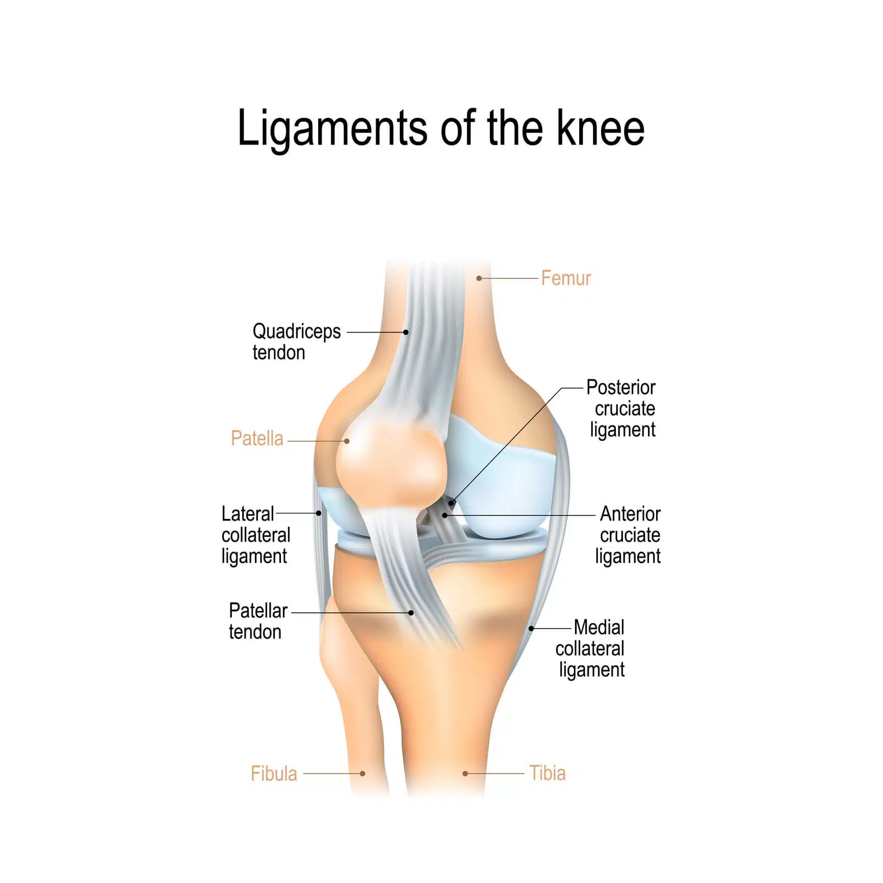 MCL - Medial Collalteral Ligament Information and Treatment