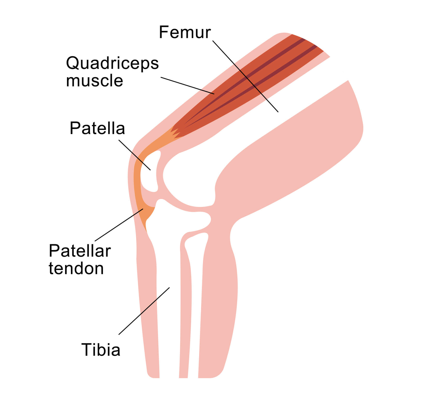 Medical Diagram of the leg and knee, including the patellar tendon that is affected by tendinitis