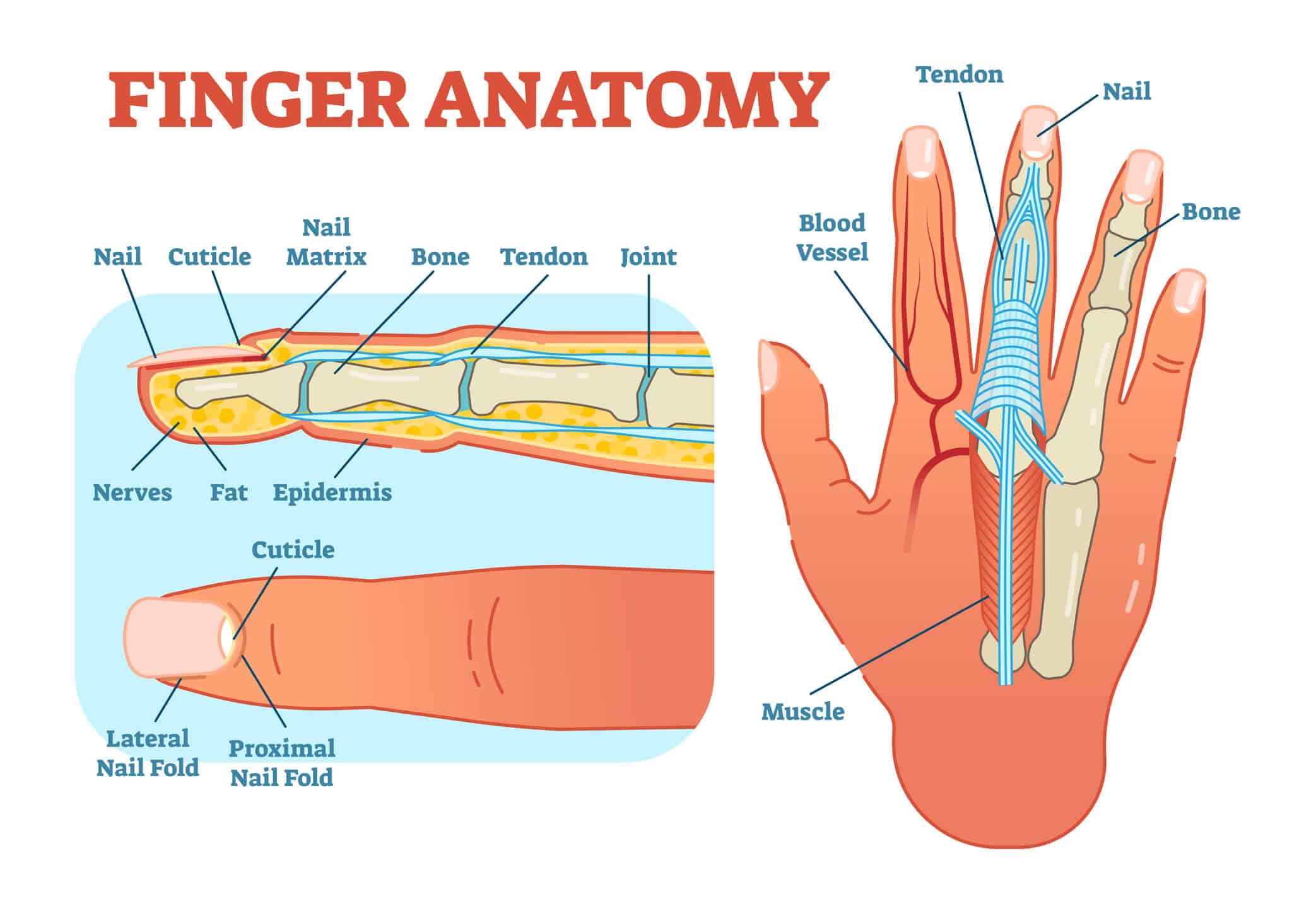 Image of the anatomy of the finger