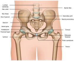 Diagram of the Human Pelvic area, showing location of the iliac crest where hip pointer injuries occur