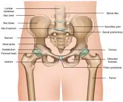 Hip Pointer Injury: Its Causes & Treatment · Dunbar Medical